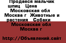 Продаеся мальчик шпиц › Цена ­ 30 000 - Московская обл., Москва г. Животные и растения » Собаки   . Московская обл.,Москва г.